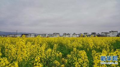 油菜花开春意浓 在云南大理触摸春天的气息