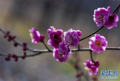 河南鲁山：春来到 梅花俏