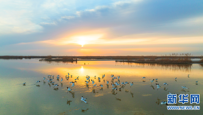 世界湿地日｜丹顶鹤，湿地中的美丽“精灵”