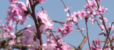 3月17日 早！黄冈 | 120家企事业单位公开招聘 ◆ 市民朋友请注意！集中整治即将开始……