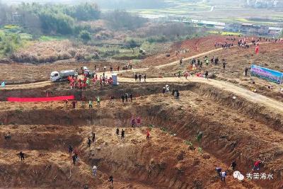 迎春种下油茶树 满山增“春”更增“财”