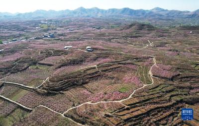 河北顺平：桃花盛开果农忙 