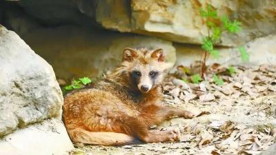 4月4日 早！黄冈 | 遗爱湖公园惊现国家二级保护动物 ◆ 4人投案自首