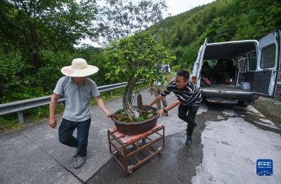 山乡青创客开启特色致富路