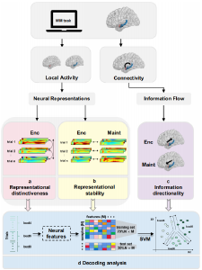 我科研团队揭示人脑杏仁核-海马神经环路工作机制