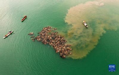 牛挤牛 四川蓬安现“百牛渡江”景观