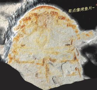 4.5亿年前，谁是海洋“霸主”？它流着蓝色血液，现在还能见着！