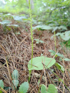 大别山区发现兰科原沼兰属新记录物种分布