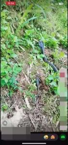非法狩猎野生蛇类，3名嫌疑人被抓获