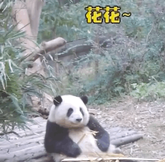 🤗萌兰、和花、和叶，生日快乐！