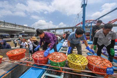 东海“小开渔” 首批新鲜鱼获归港