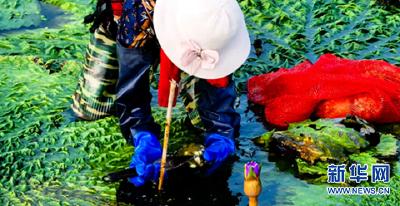 江苏射阳：芡实绿塘白鹭飞