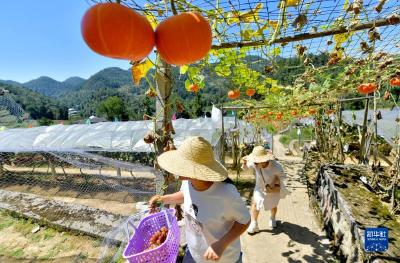 初秋田园景色美 乡村民宿引客来