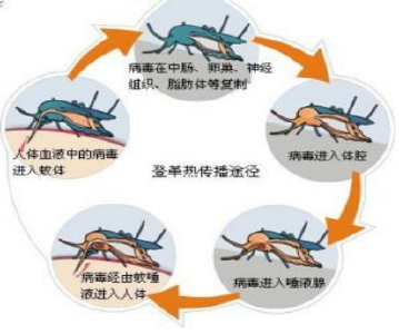 巩固国家卫生城   争做文明黄冈人 | 健康知识宣教第1期