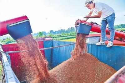 天兴洲首次规模化种植 近4000亩高粱熟了