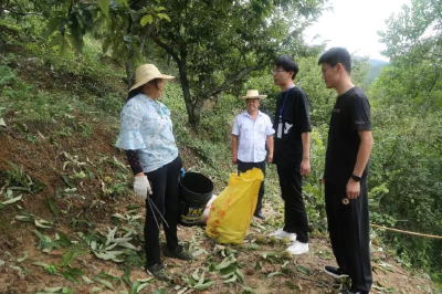 罗田县大河岸镇“下沉式”监督，为板栗采收保驾护航