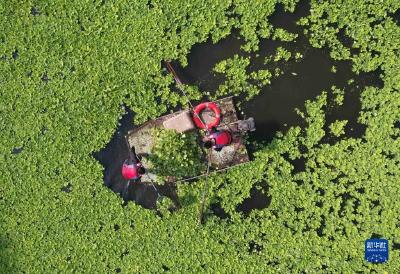 山东沂南：清理入侵水生植物 保护河道生态环境