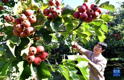 河北晋州：小山楂映红丰收路