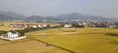黄冈黄梅：59万亩中稻迎来丰收季