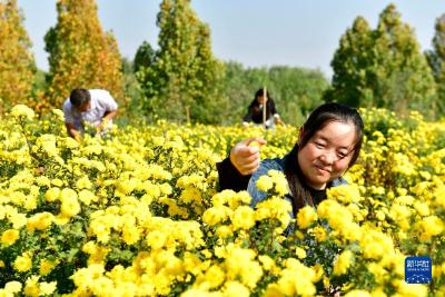 抵御野菊花低温冻害  农业专家现场为农户支招 