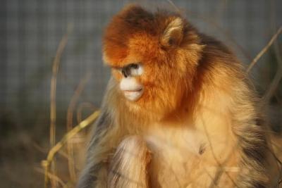 我科研团队揭示亚洲叶猴物种表型演化之谜