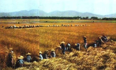 六福湾社区举行节约粮食教育活动