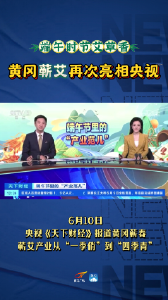 端午时节艾草香 黄冈蕲艾再次亮相央视