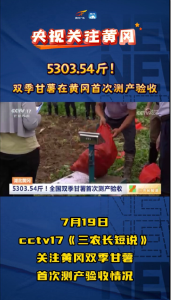 #央视 关注#黄冈 5303.54斤！全国#双季甘薯 在黄冈首次测产验收 #三农