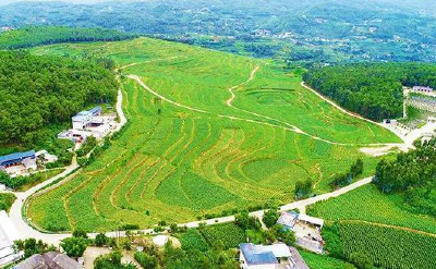 黄冈师范学院“三下乡”：“调研+直播”模式为乡村振兴赋能