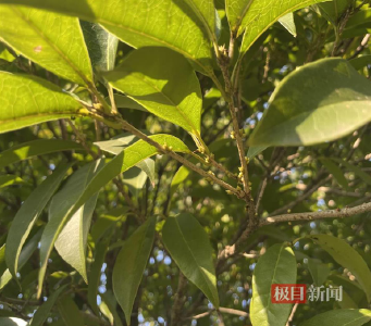 桂花香气晚来是何原因？专家：受气温影响，有望在国庆节后陆续开放