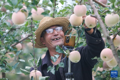 我国稳居全球最大苹果生产国与消费国