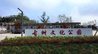 贾庙乡古树文化公园成为新地标