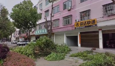 麻城市城管执法局坚决遏制私砍滥伐城市行道树行为