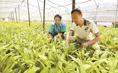向“芯”而行——探寻湖北小野生物科技公司道地药材育种之路②