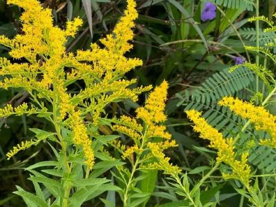 我市开展“加拿大一枝黄花”防除行动
