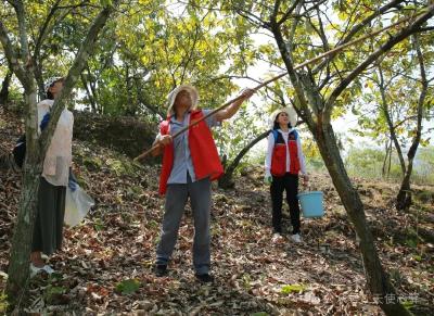 村社相互联动 城乡友好对接——武汉社区居民组团到土库村打板栗