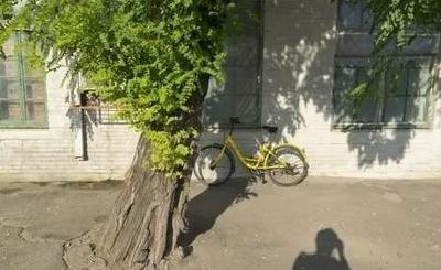 门前那棵树