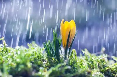 雨中黄花