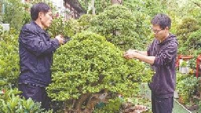 我市两盆景作品获奖