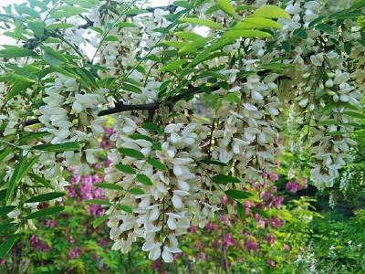 又见槐花开