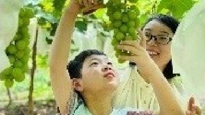 罗田果农桃子滞销，急人！电商达人现场直播，感人！