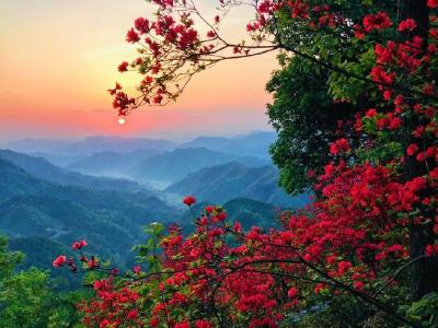 岭上开遍映山红