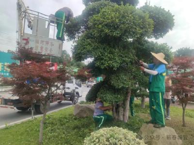 蕲春县城管执法局高效管养园林景观