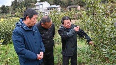 七里坪税务分局上门服务油茶种植户