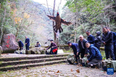 浙江泰顺：黄腹角雉野外放归 