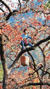 柿里牧歌缘何奏出“妙音”？——罗田县錾字石村农文旅融合出圈的路径观察