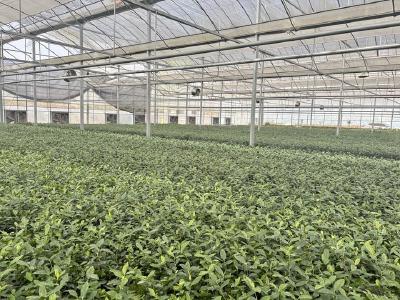 市政府常务会议召开 研究部署推进楚商回乡、现代水网建设等工作