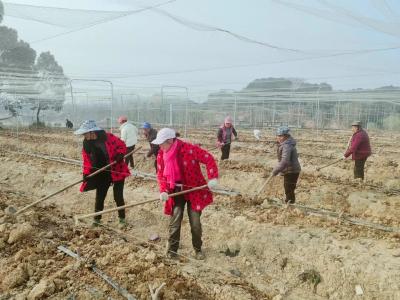 四大攻坚在行动丨培育壮大乡村产业 提升联农带农能力 助推村集体经济发展提质增效