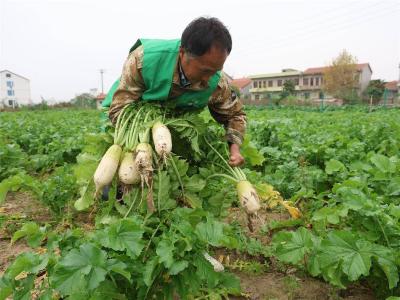 萝卜书记”吴炎奎