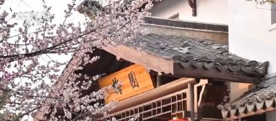 茶香乐韵共启新篇——第四届湖北乡村音乐潮暨 “遇见毕昇·英山品茶赏花季”启幕